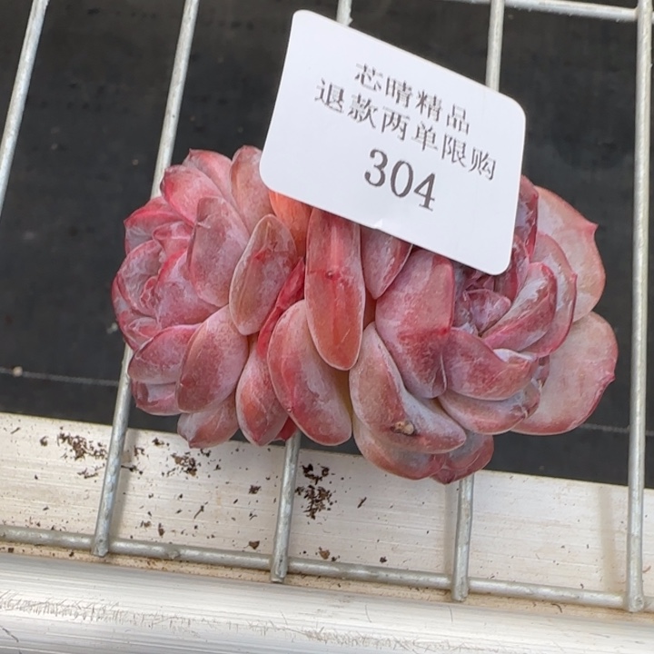 闪购精品多肉304号