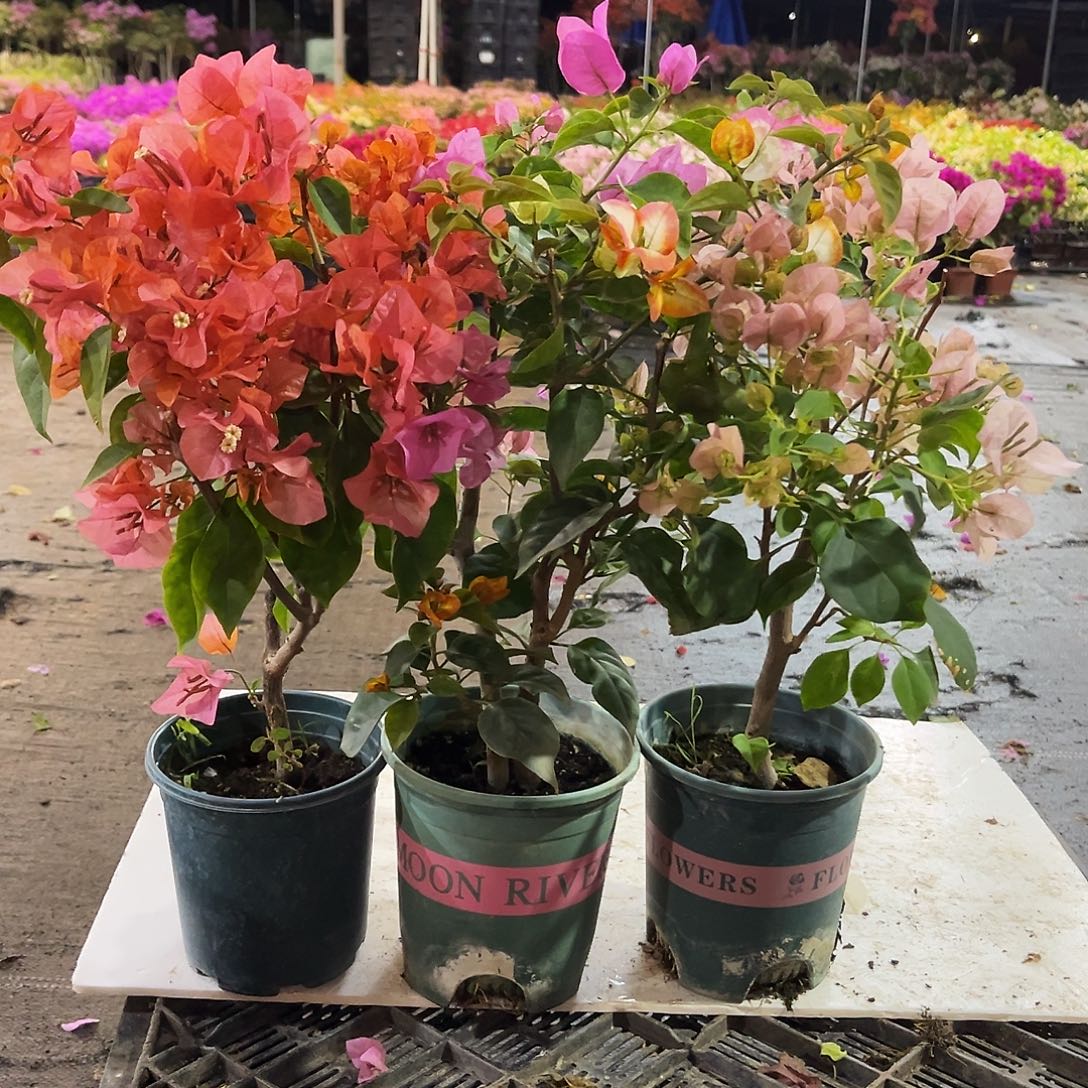 大部分花苞少量开放波妹，浅彩虹，暗丽