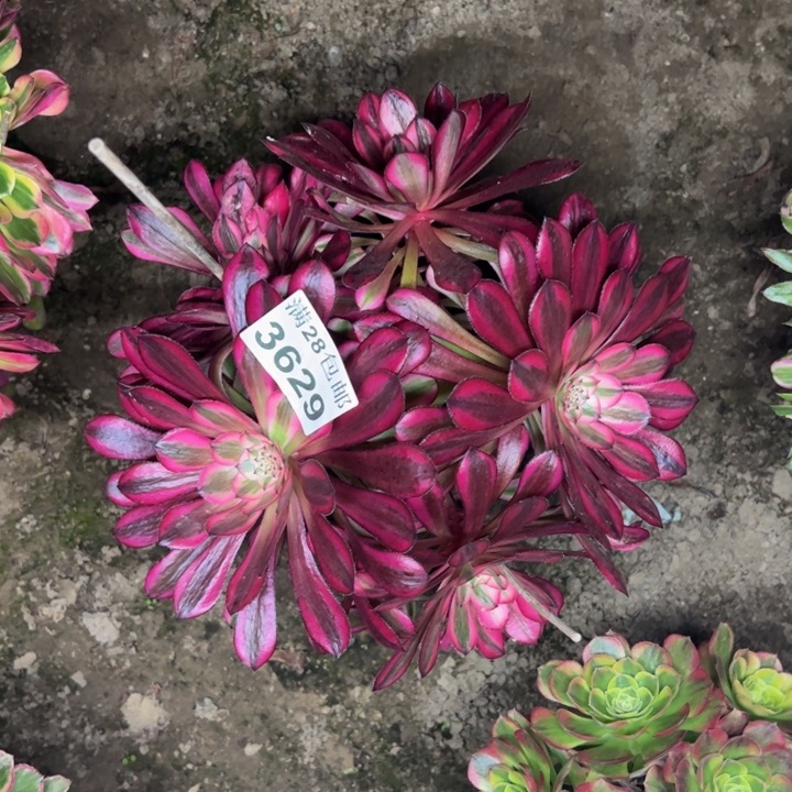 3629同白多肉植物