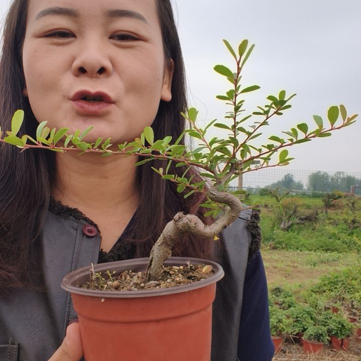 完全开放火棘开花结果