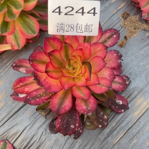 烟花多肉多肉4244