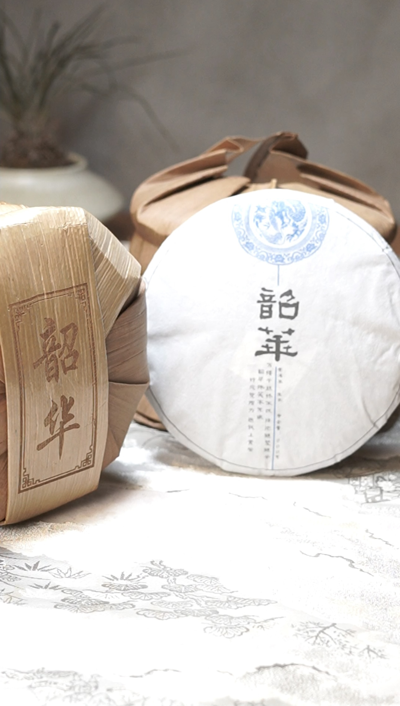韶华 2023年云南临沧邦东古树