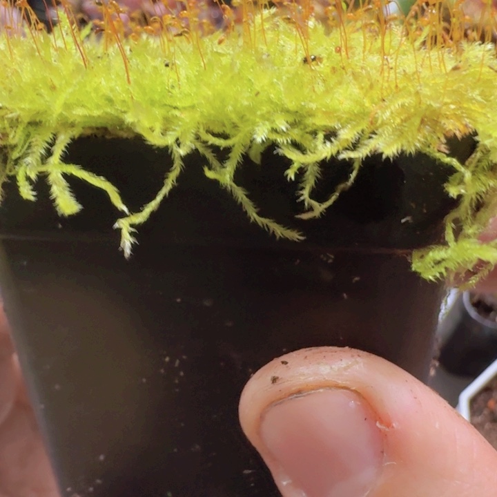 水苔高品质一盆福利