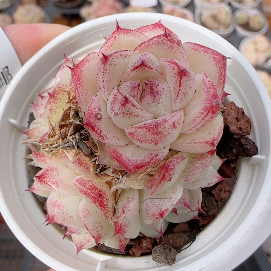 花语多肉1226-272魔仙散