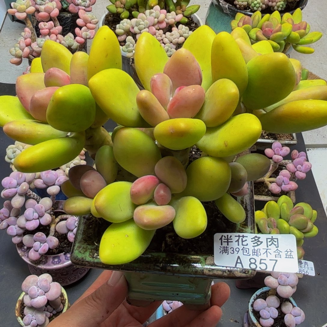 847芒果奶13cm多肉