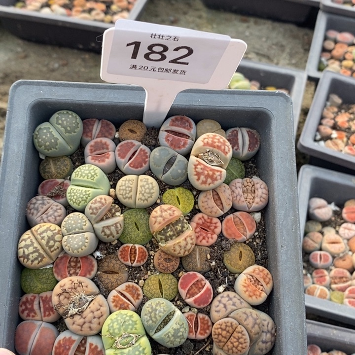 碧***涵182生石花小苗