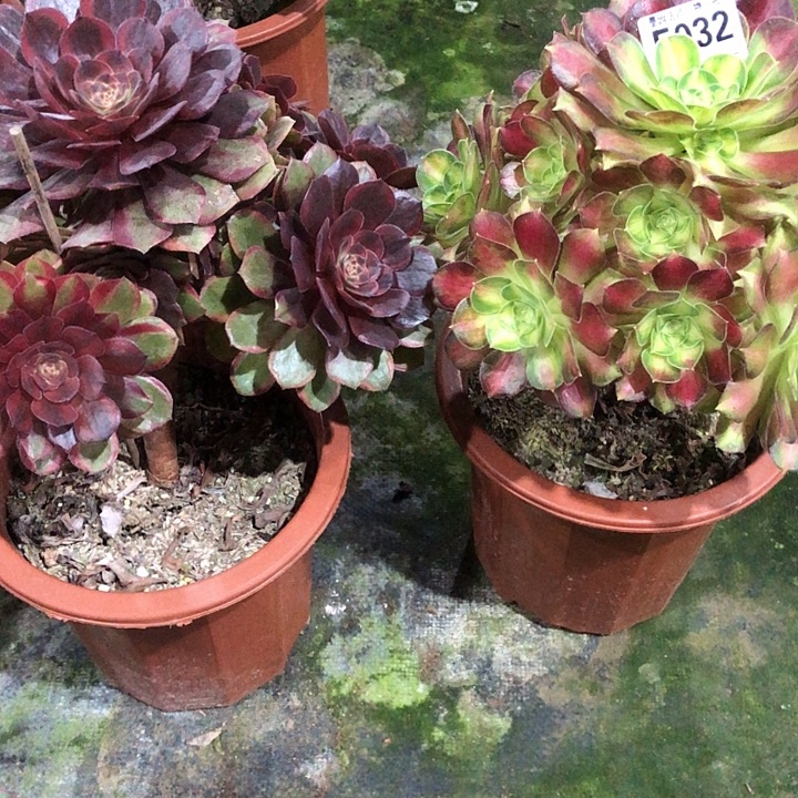 玉***兔俩颗多肉320000000000