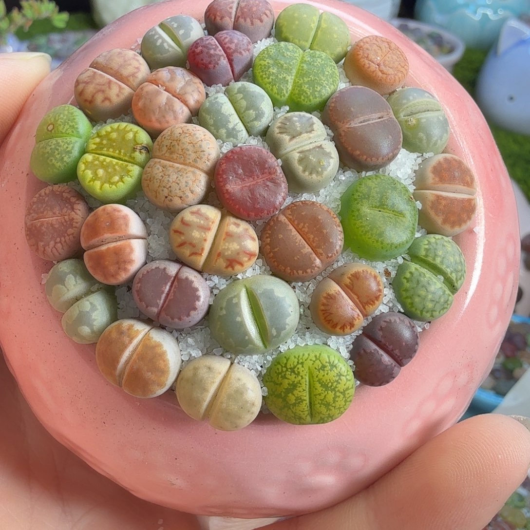 多肉葡萄干和水果558