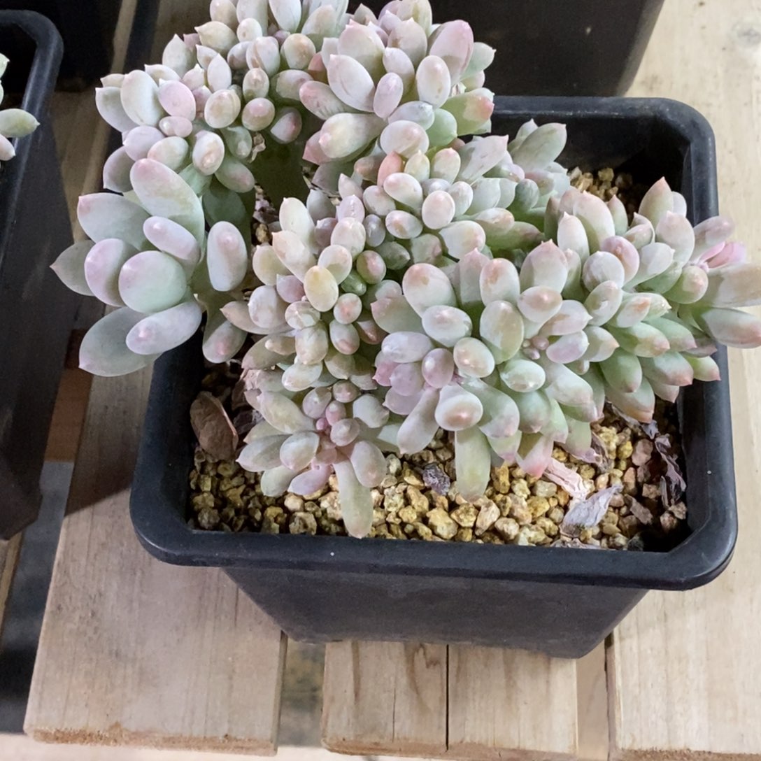 精品多肉一物一拍不包整483