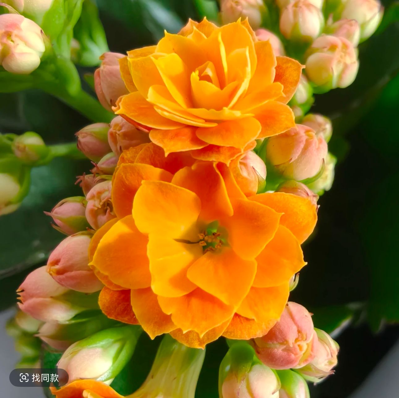 《金玉满堂》110盆重瓣长寿花（全场任意两单起发货）