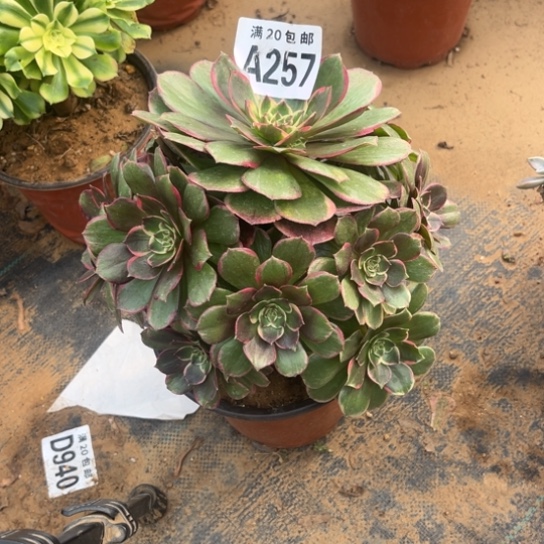 257粉花妖不包断枝