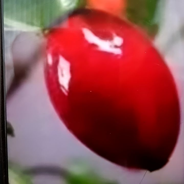 无花朵贵妃红根苗