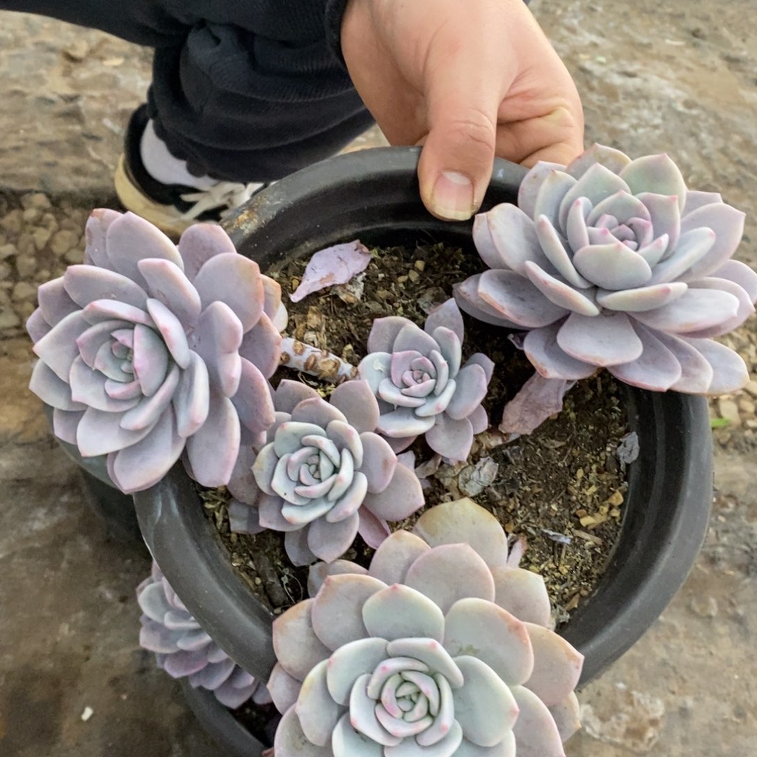 红茶三大头起发老桩，230杯