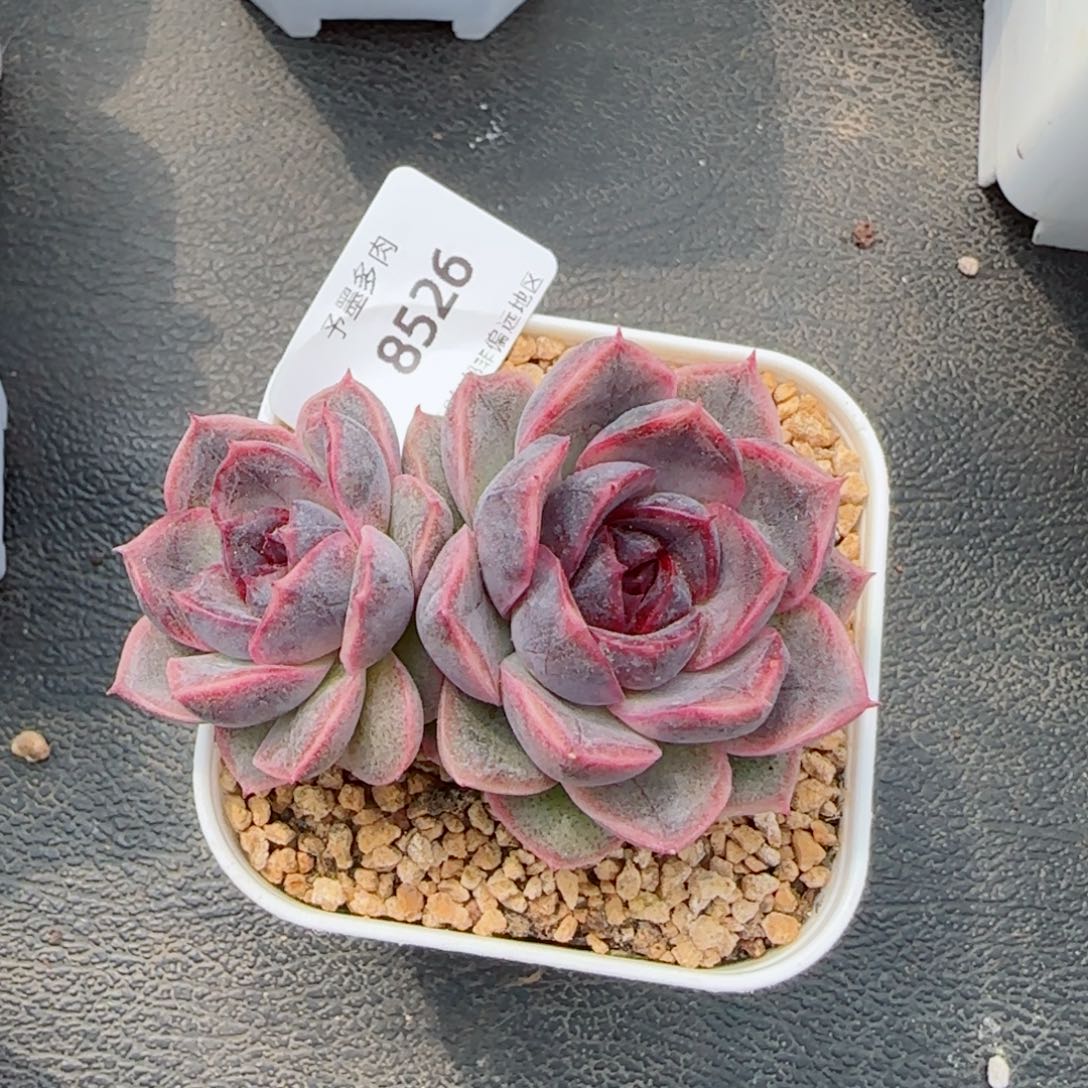 黑果糖，8526多肉植物