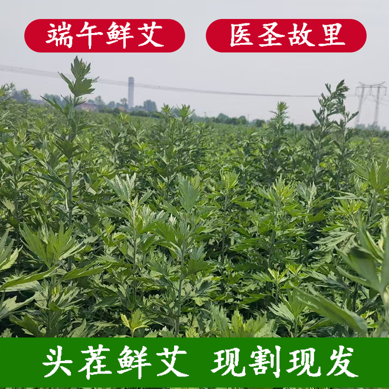 端午节必备 新鲜艾叶，南阳艾叶现割现卖