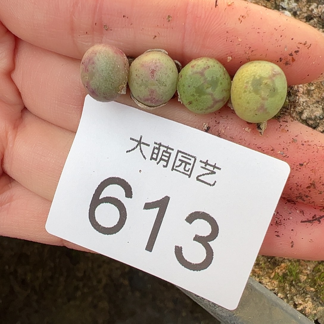 0000613量拍红线元宝单头4颗