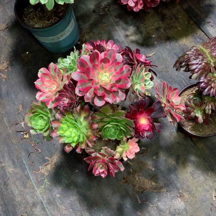 嫁接多肉111111111