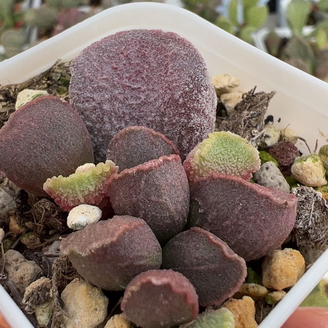 实生新品大苗多肉植物