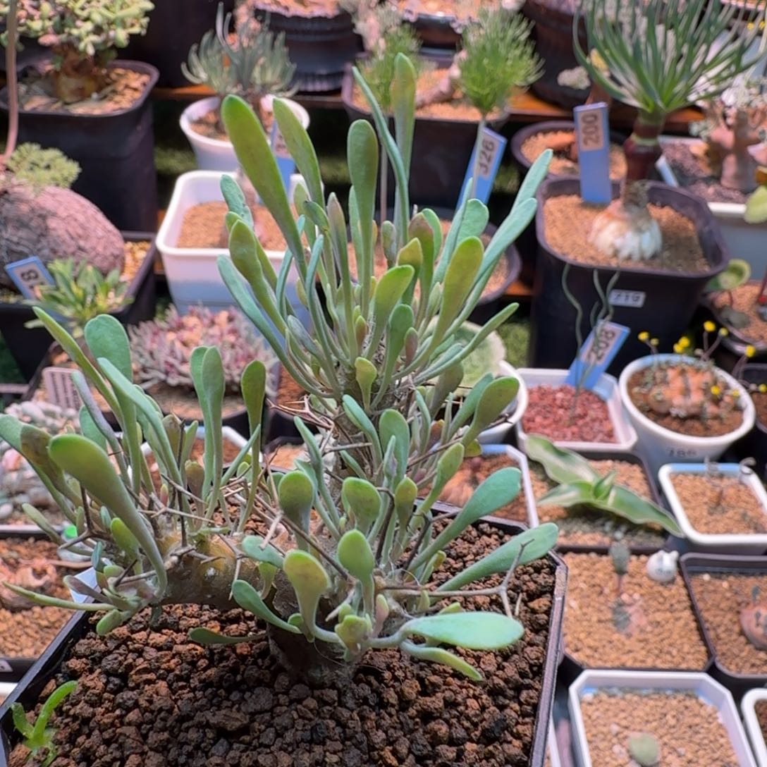 黑鬼殿702 仙人球