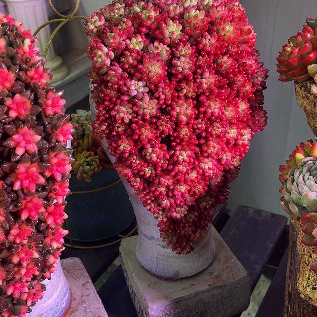 这个是很不错010多肉