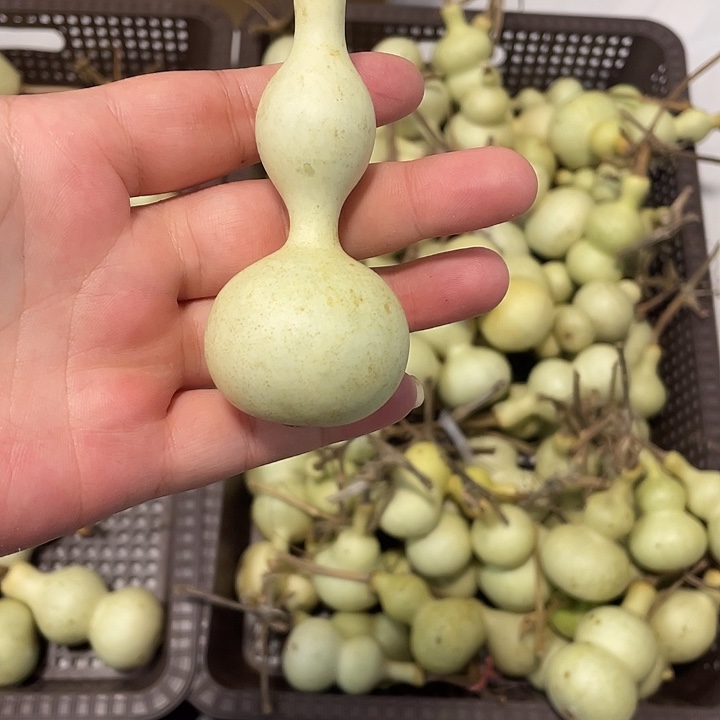 B***B感谢各位大哥支持  青皮不保成
