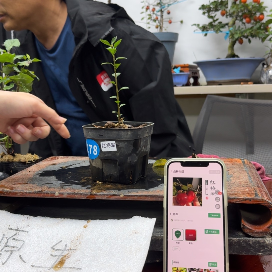 陌***白无花朵278顺丰到付不包邮