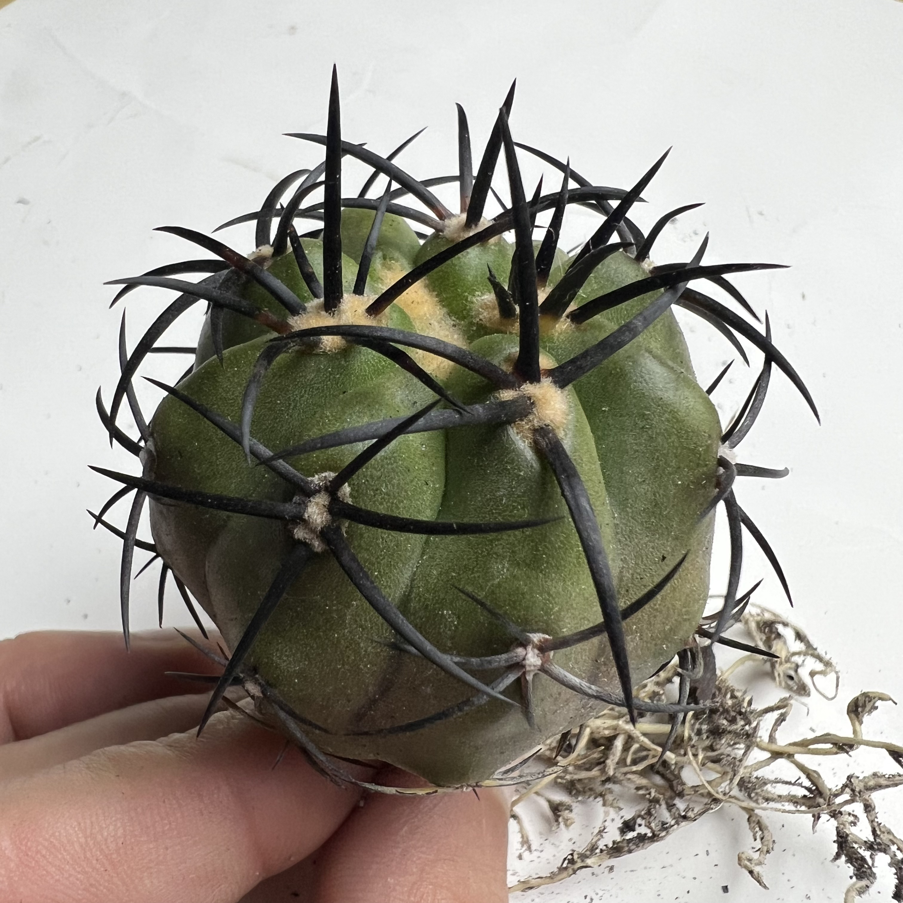暴龙玉实生龙爪仙人球多肉植物防辐射适合阳台桌面盆栽