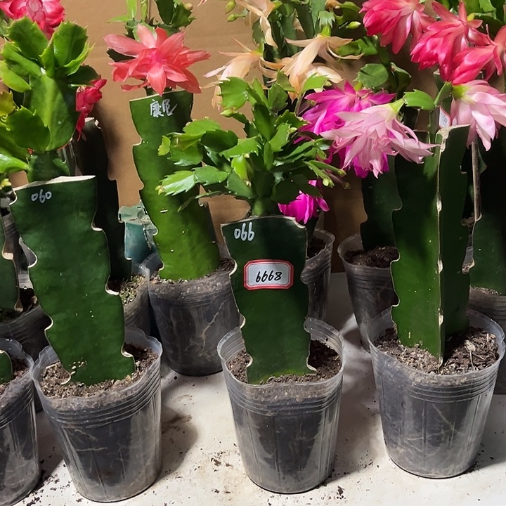 用***9当前无花朵，栽培后可花朵066