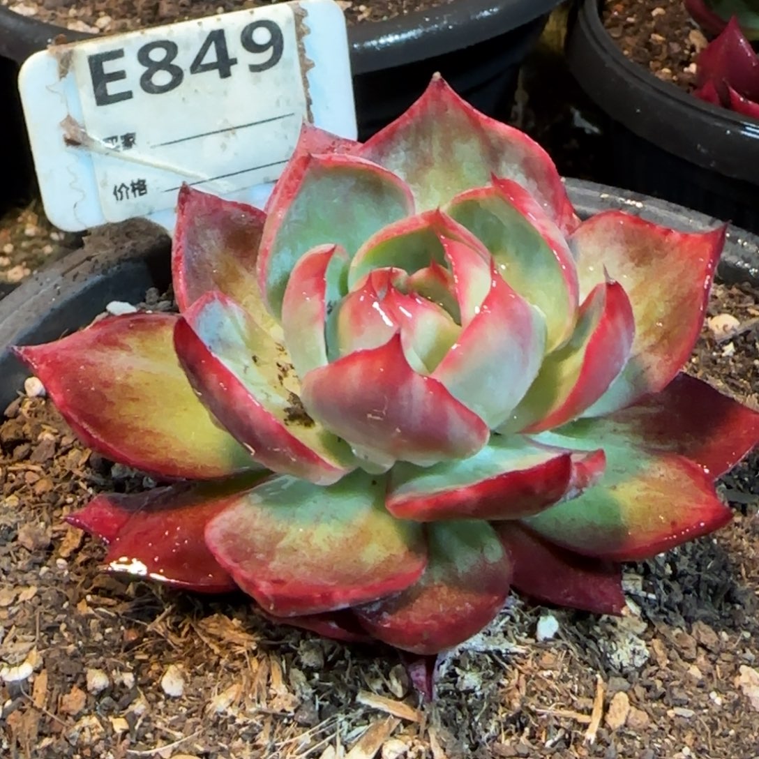 惊鸿一物一拍包装收缩花旱849