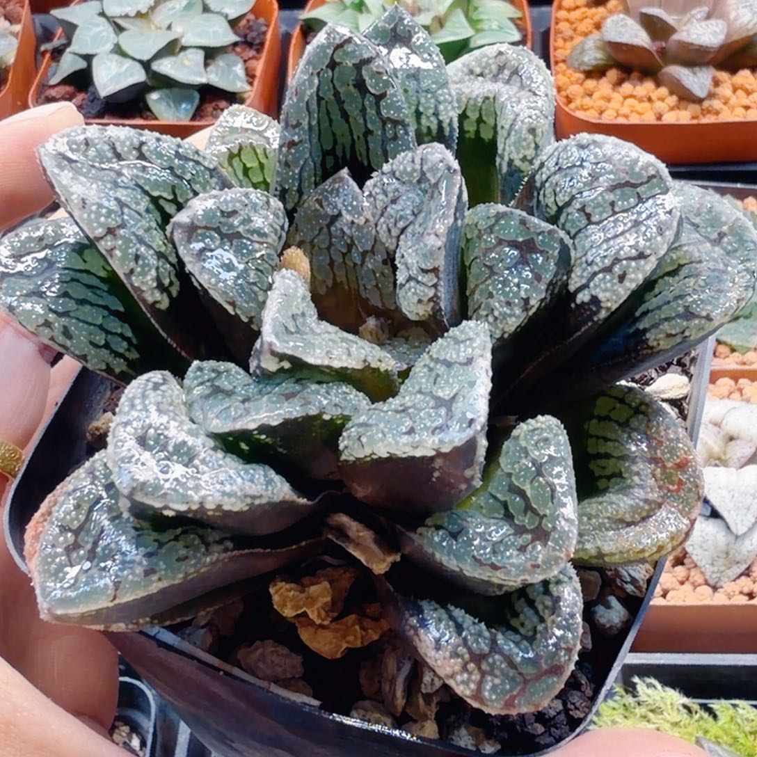 无花朵十二卷 魔多母本开播福利