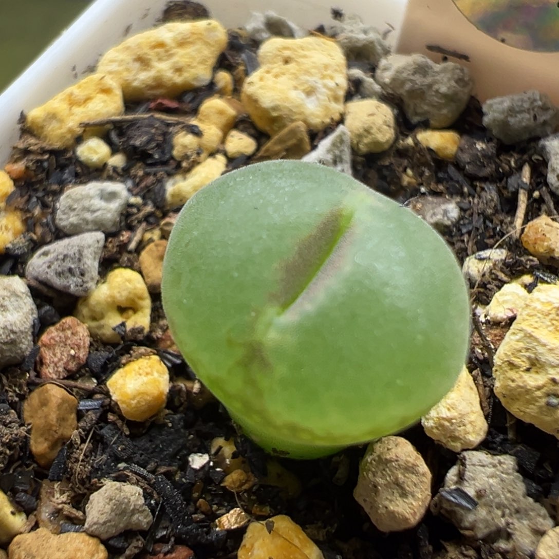 84粉红女郎纽扣母本一物一拍