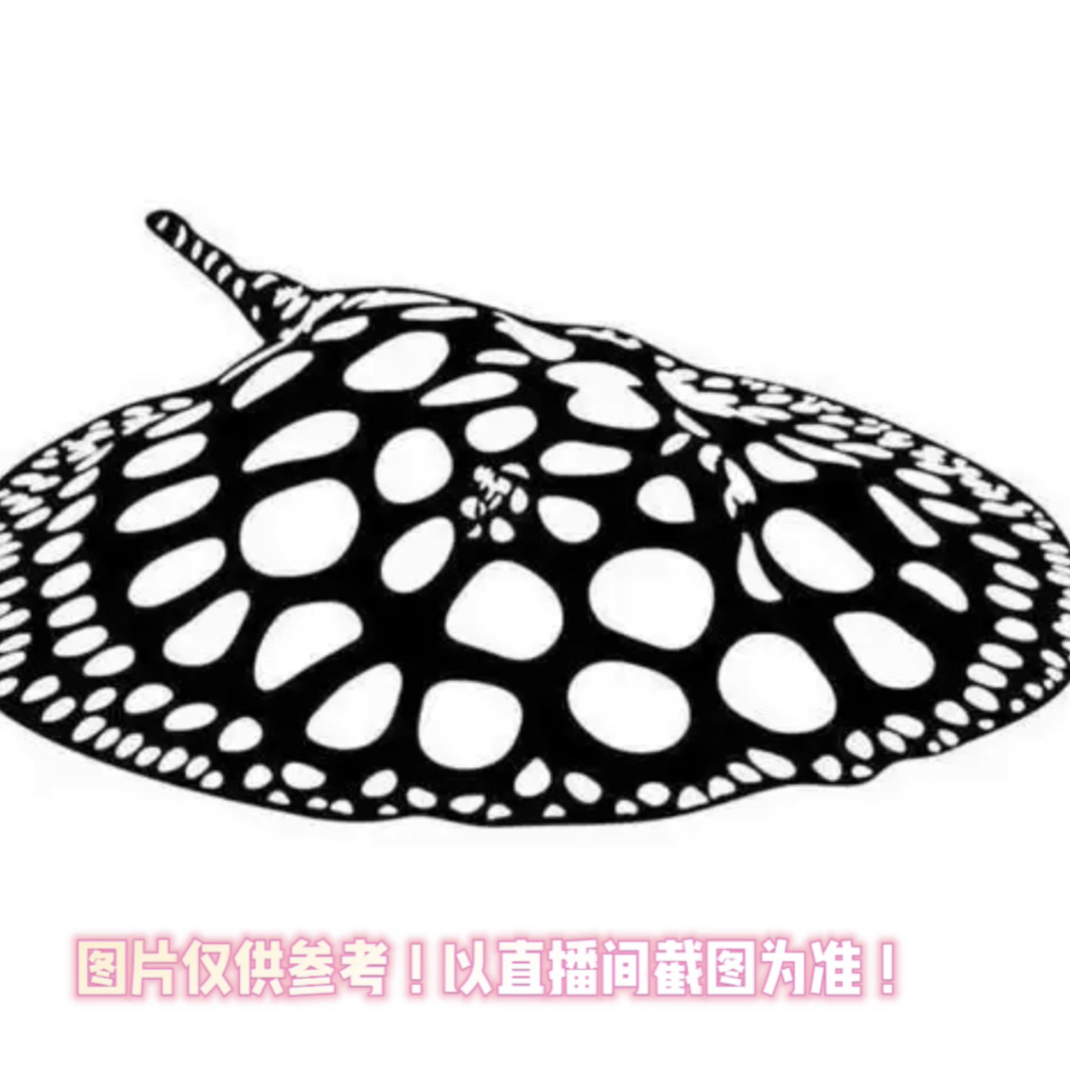 皇冠魟鱼活体观赏鱼直播间一鱼一拍
