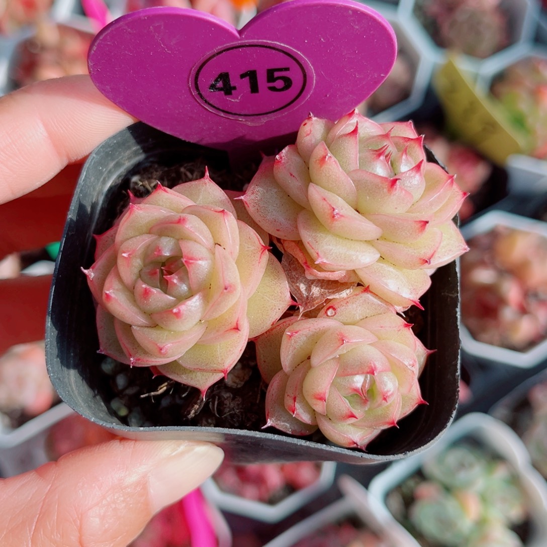 415号小老桩珍妮群