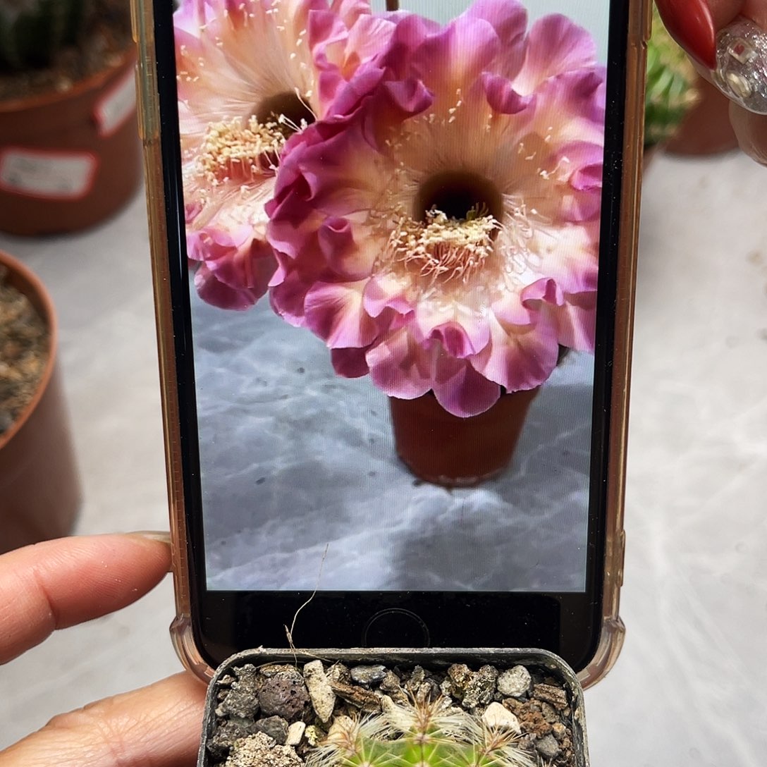 彩草小桃红带根3公分左右