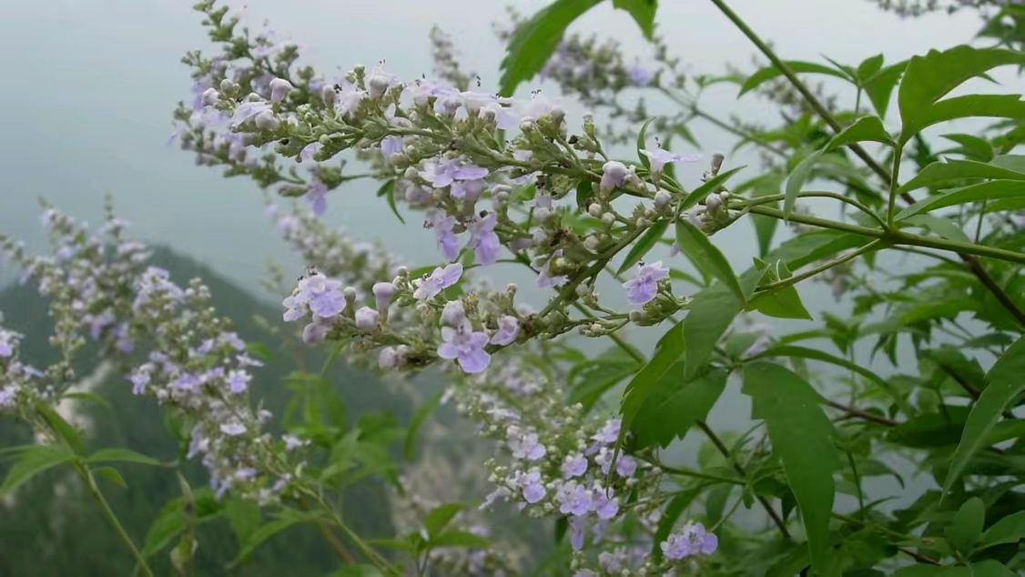 太行山，黄荊，黄栌，盆景，盆栽