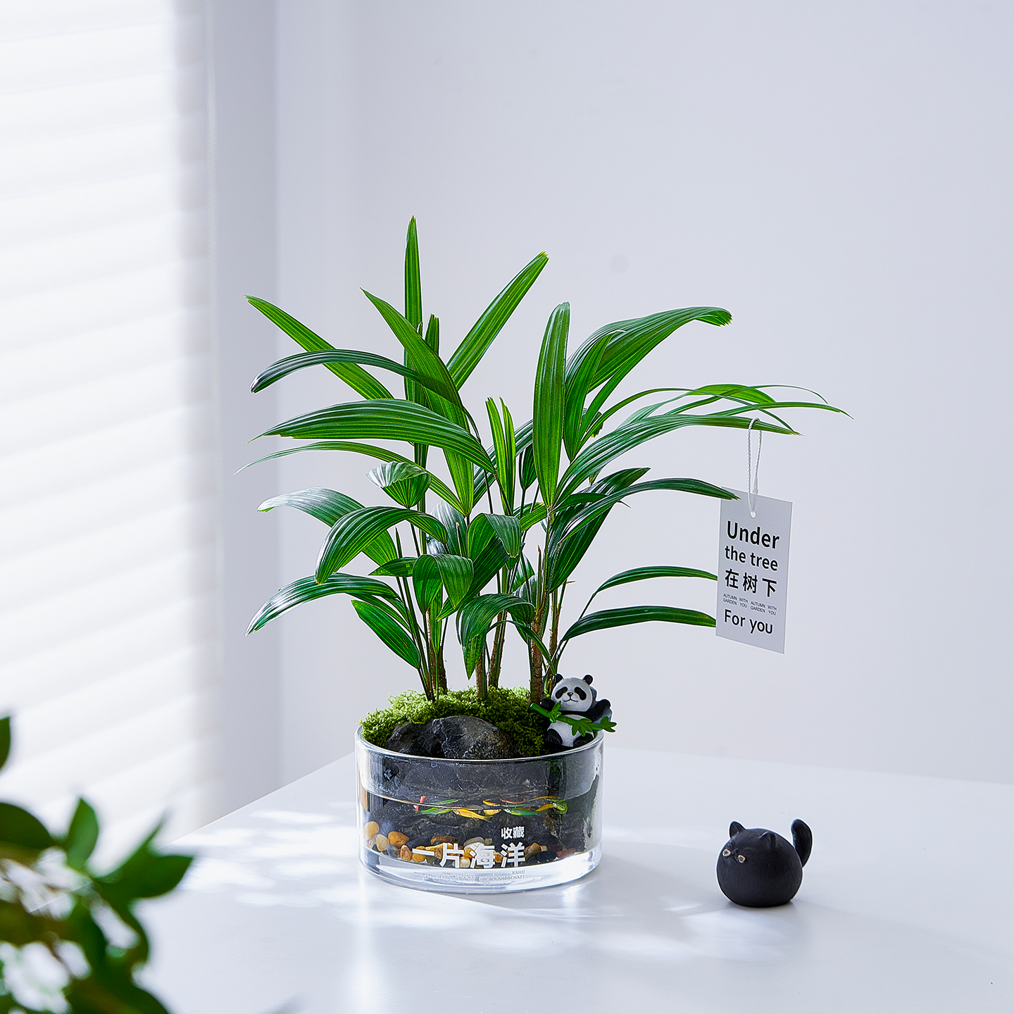 棕竹盆栽植物室内办公室桌面绿植摆件四季常青好养八方来财鸭脚木