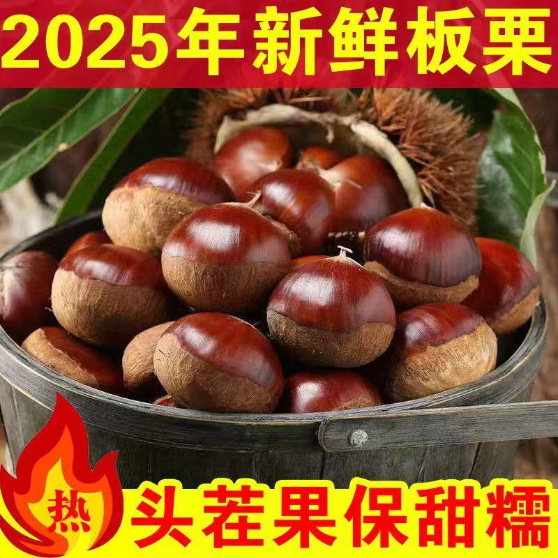 直播福利云南高山十年老树板栗软糯甜2025年新鲜云南高山老树油栗