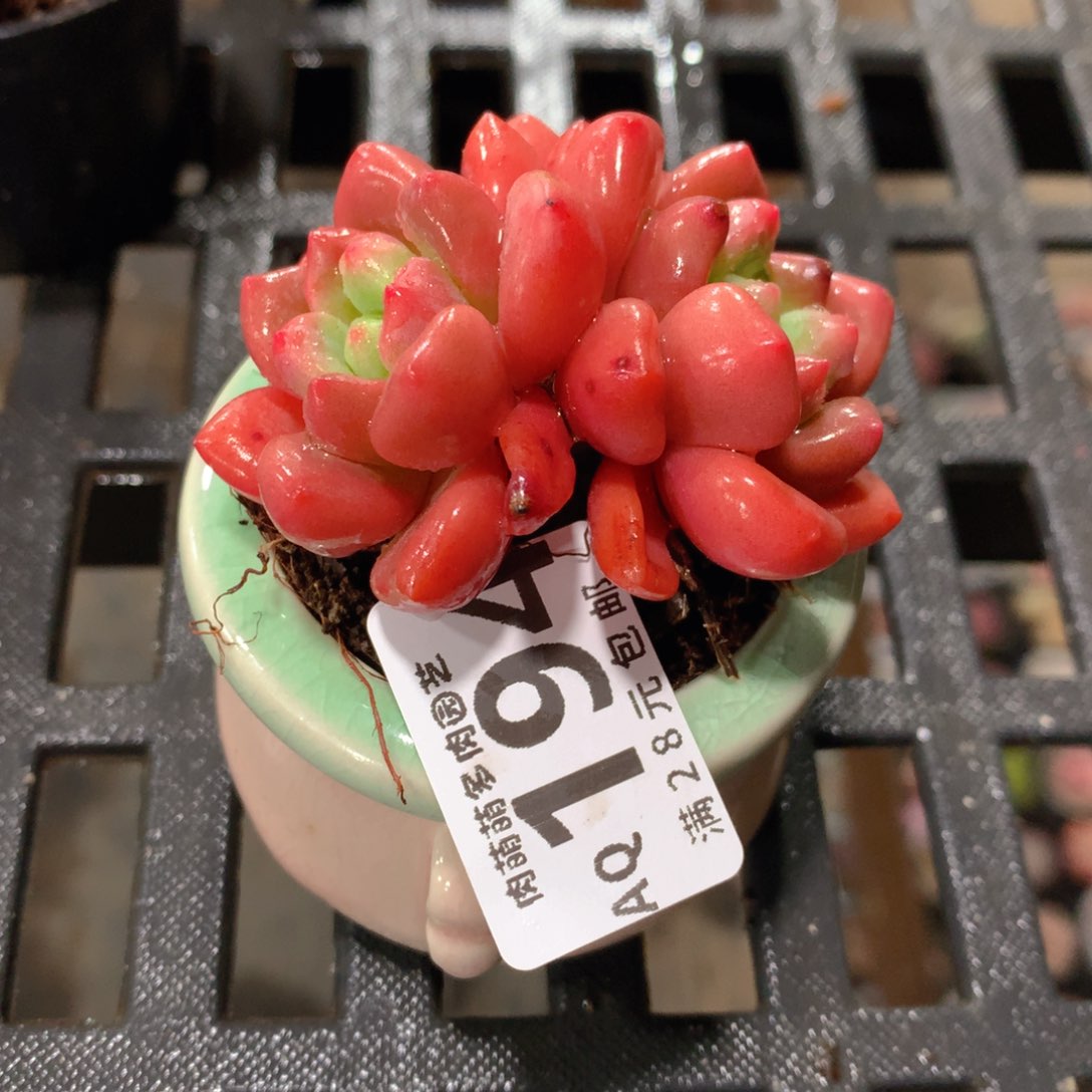 肉萌萌5cm拇指盆多肉AQ194