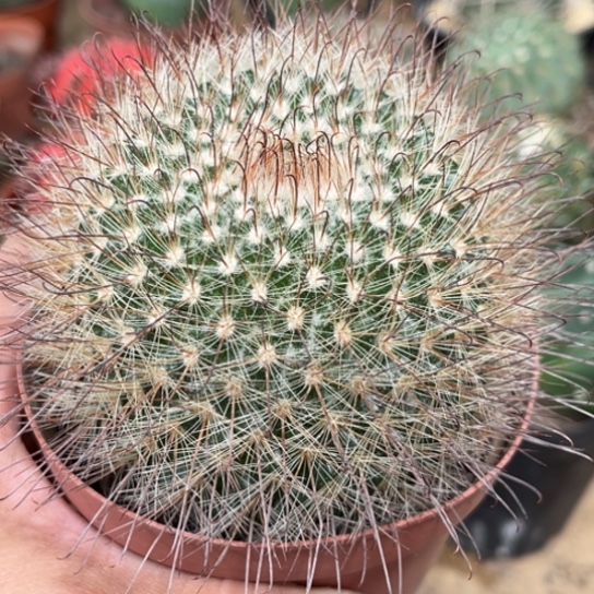 完全开放实生菲秀玉