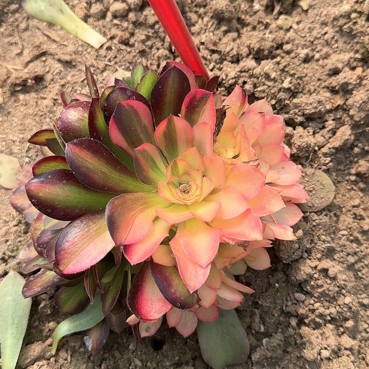 5-207流星雨多肉法师