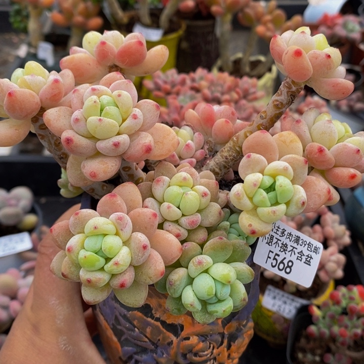 樱花罗琦10cm568多肉植物