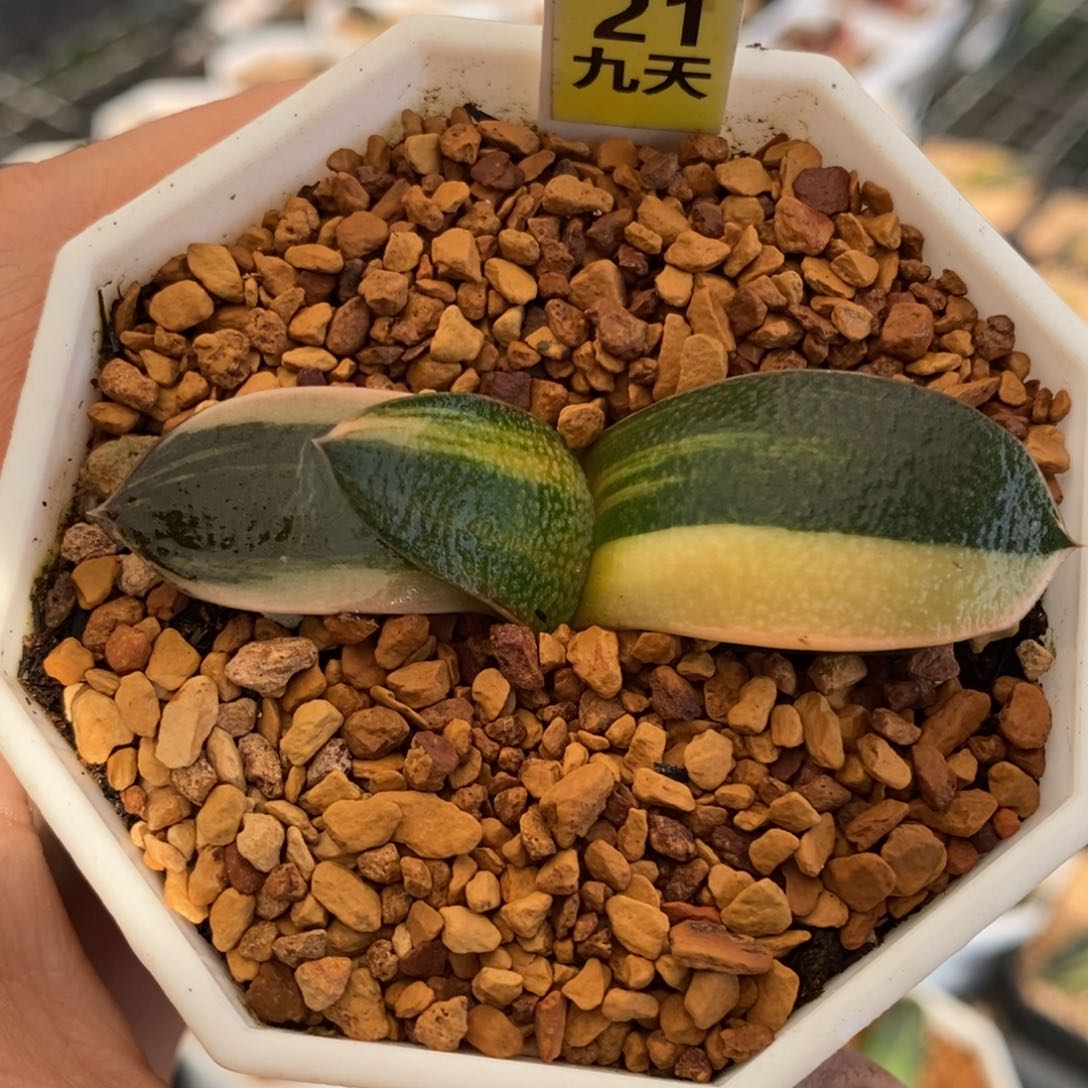 21号珍珠卧牛锦多肉