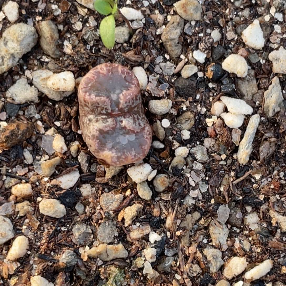 21-128勋章多肉植物