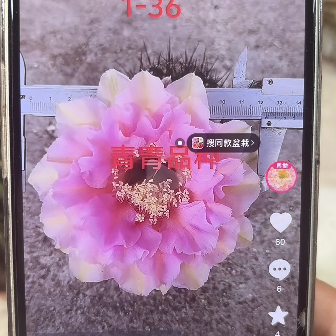 彩草青青1-36号7-8公分左右