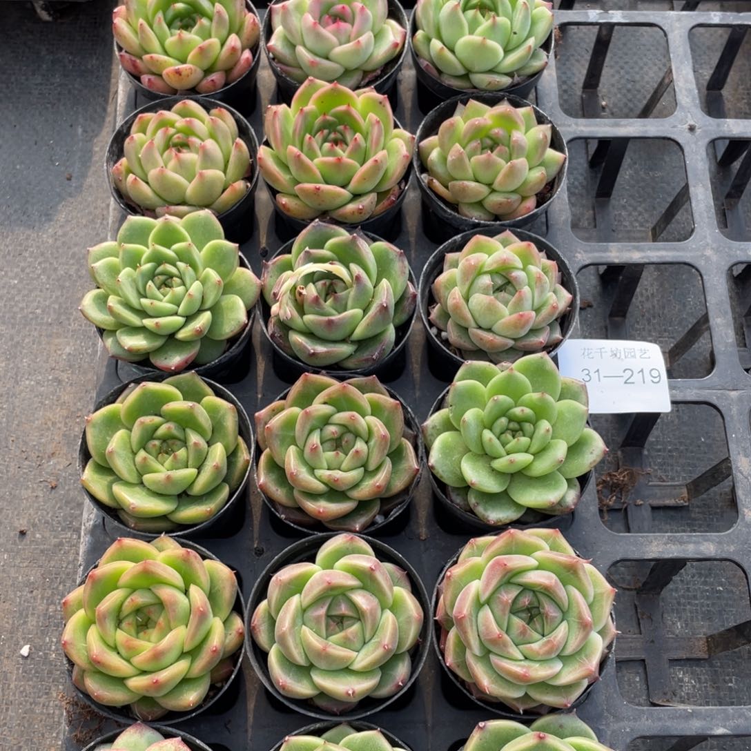 一物一拍18棵31-219