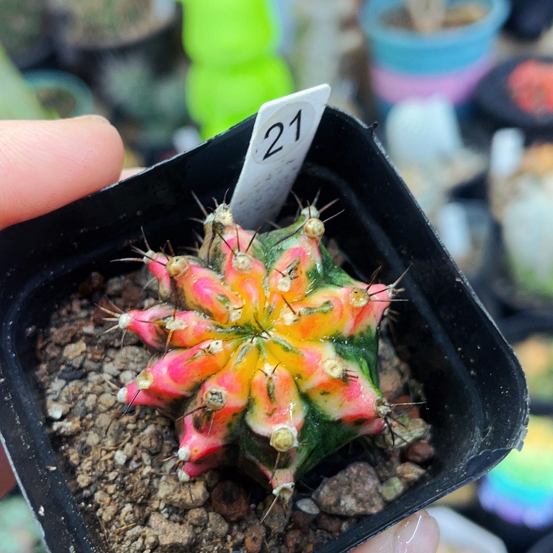 花蝴蝶非偏远地区满25包邮仙人球