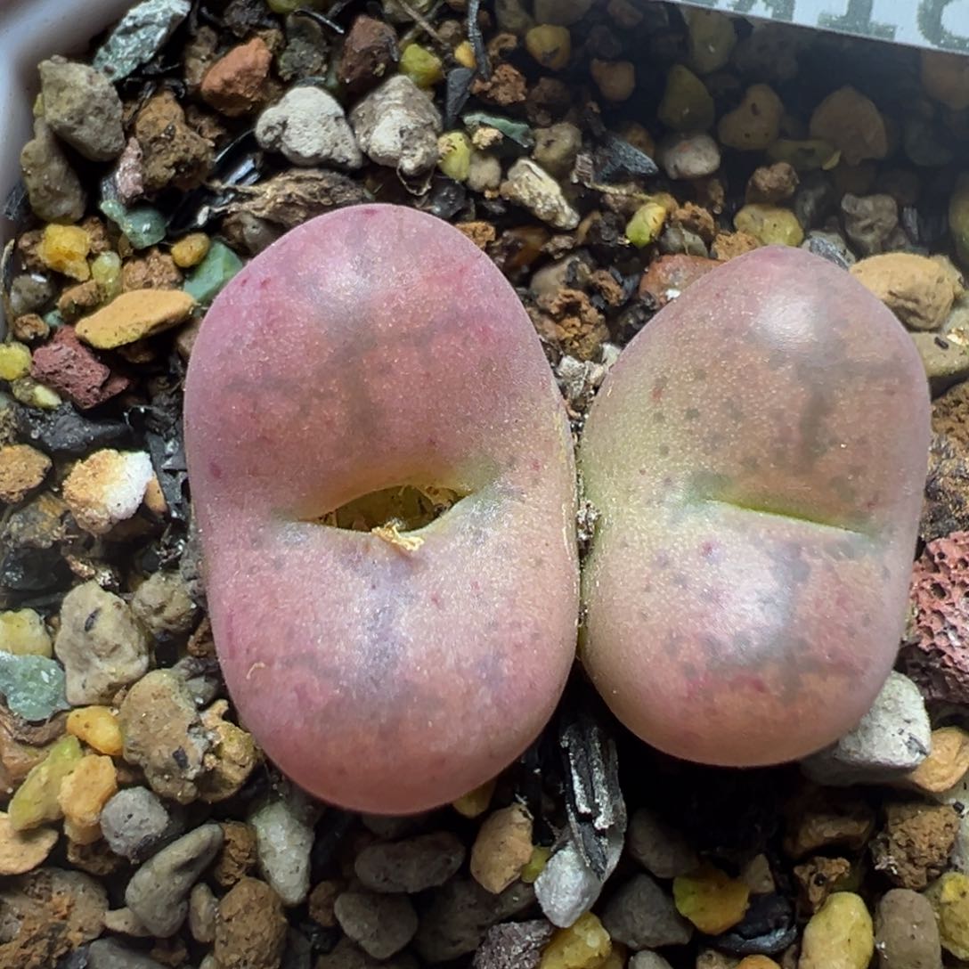 【闪购商品】180……