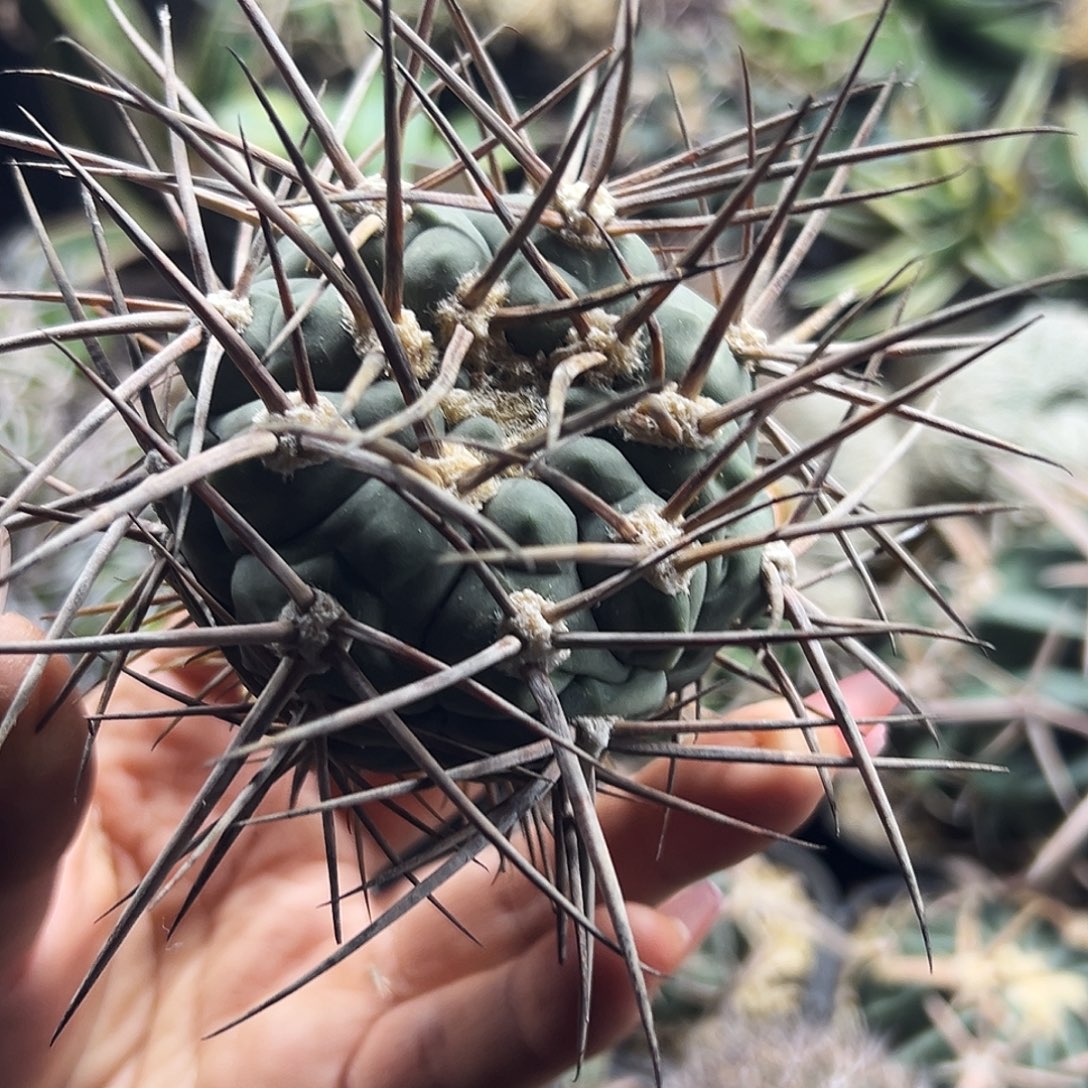 超刺天平有根仙人球6666666