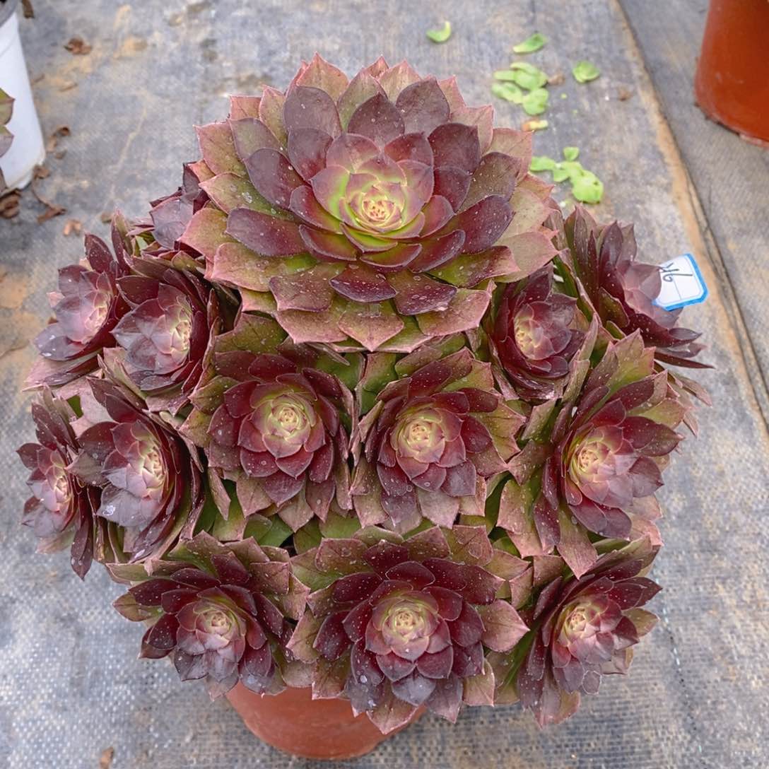 216红魔玫瑰多肉法师