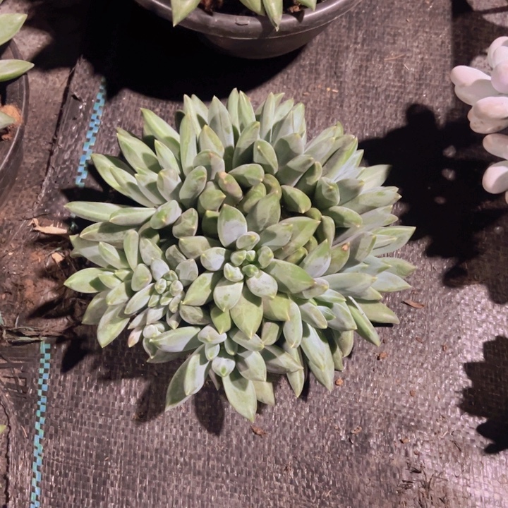 重楼多头无砍自然群娃娃兔寄养